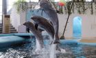 Варненският делфинариум подарява безплатни представления за деца за февруарската ваканция